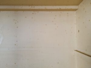 Schimmel- und Feuchtigkeitsflecken im Inneren eines alten Schranks – eine Herausforderung beim Upcycling und nachhaltiger Möbelrestauration.